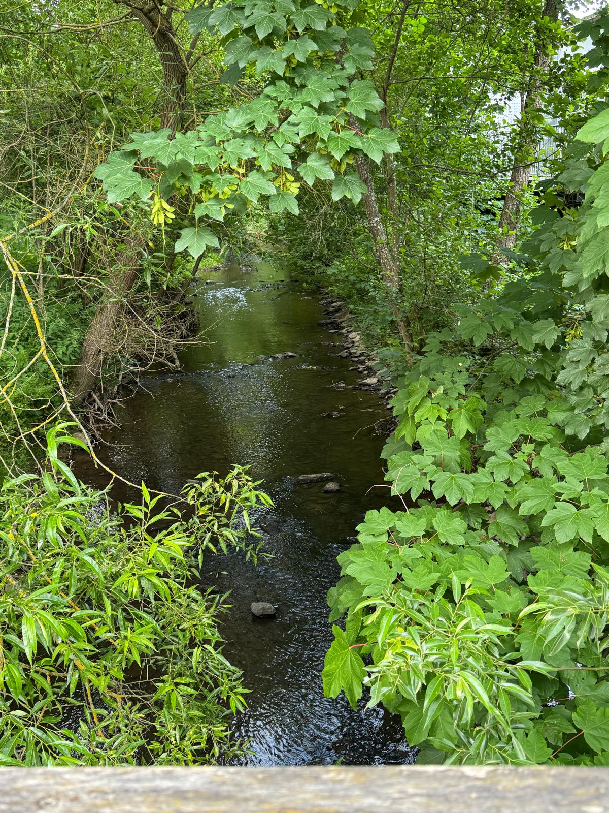 Naturbelassener Simmerbach mit Ahornblättern